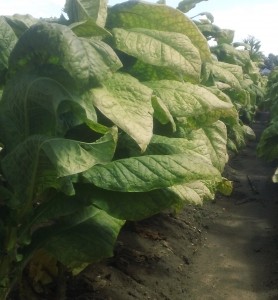 Cover photo for Tobacco Insect Scouting Report, September 5, 2014