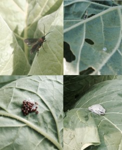 Cover photo for Tobacco Insect Scouting Report, July 3 2015