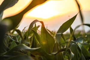 Cover photo for Corn Production