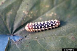 Image of norape cretata