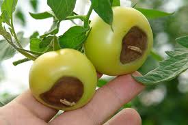 Cover photo for Blossom-End Rot in Tomatoes