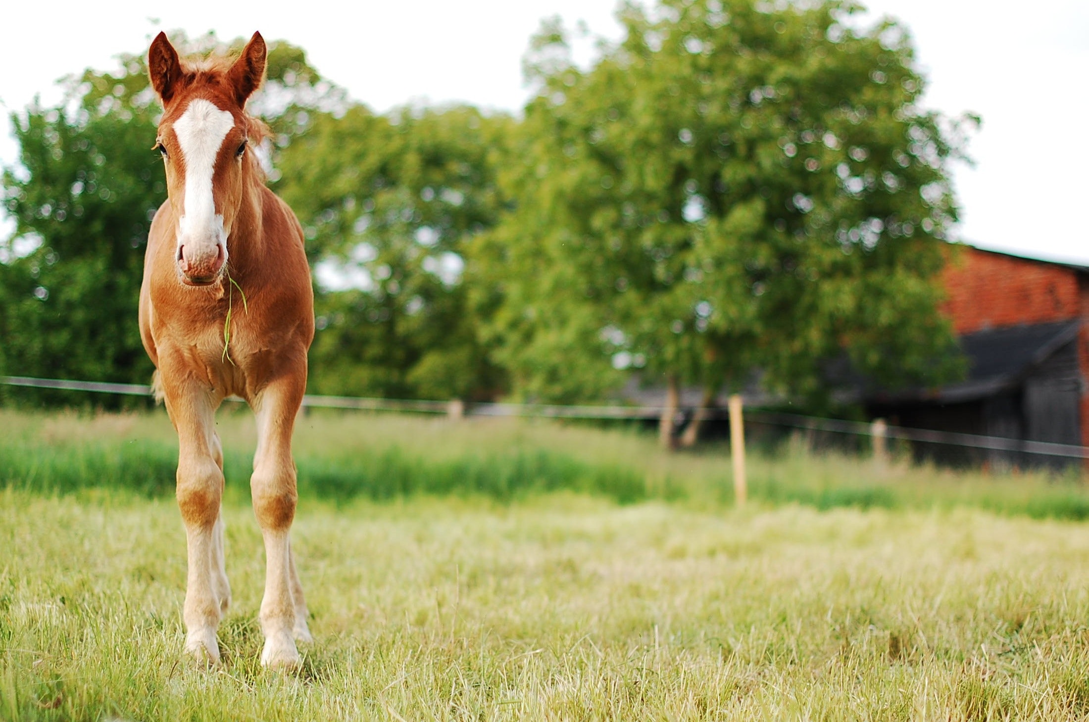 Developing Pasture For Horse Nutrition N C Cooperative Extension