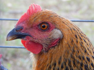 chicken picture