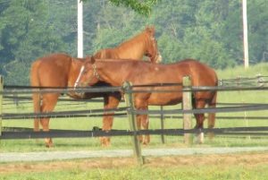 Cover photo for Equine Workshop April 8 in Mocksville