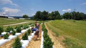 Two women looking at CBD hemp plants in the field