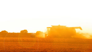 As the sun sets on a warm Fall day, a farmer harvests a soybean field.