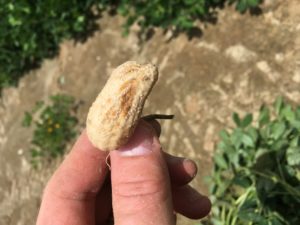 Cover photo for Edema or Oedema Peanut Notes No. 147 2020