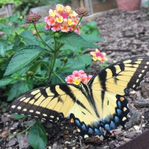 Female Easter Tiger Swallowtail (Papillo glaucus) on lantana. Photo: Phyllis Smith