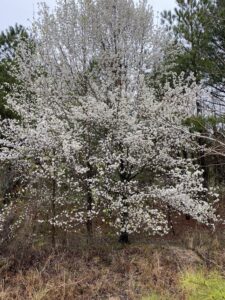 callery pear tree blooming in forest edge