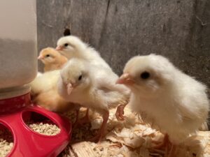 chicks and feeder