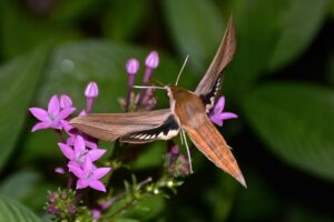 Tersa moth nectaring on Pentas flowers.