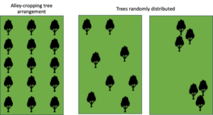 Cover photo for Silvopastures in North Carolina, What Have We Learned?