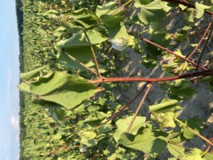 Cover photo for Management Considerations for the Current Crop Situation (Collins & Edmisten)