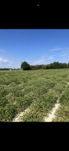 Cover photo for Drought and Harvest Question Bladen County Peanut Notes No. 257 2025